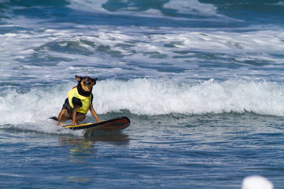 Gara di proporzioni canine a Delmar a nord di San Diego dove si  svolta la Surf dog competition, sfida che ha visti protagonisti i migliori atleti a quattrozampe (LaPresse)